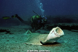 Angel Shark in Coloradas by Juan Carlos Garcia Franco 